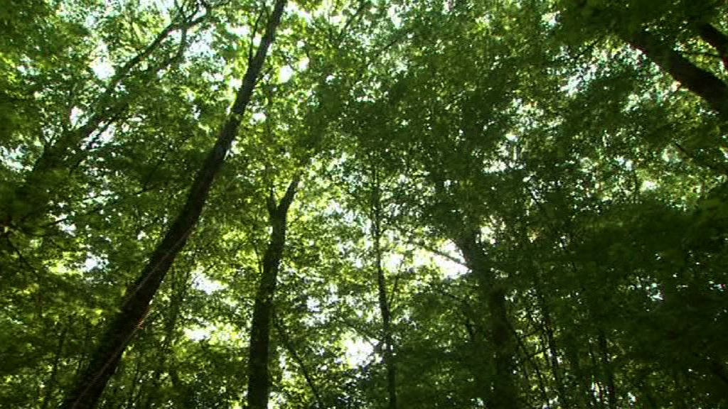 illustration vidéo Forêt de la Comté