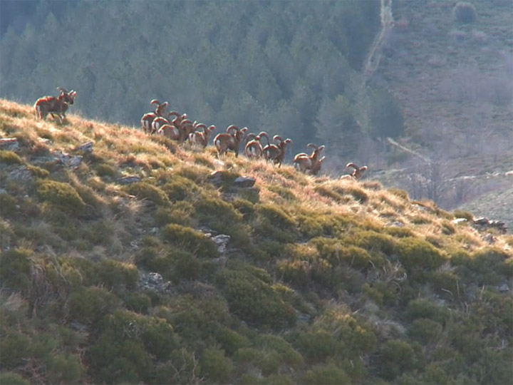 Visuel vidéo Les mouflons du Mont Aigoual